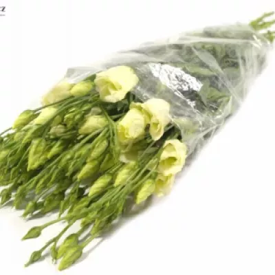 Jícnovka PICCOLO YELLOW 65cm/4+