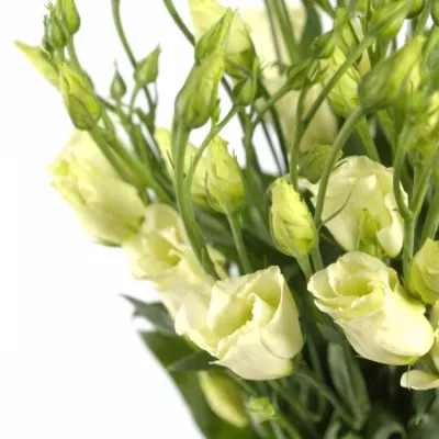 Jícnovka PICCOLO YELLOW 65cm/4+