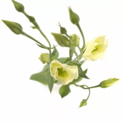 Jícnovka PICCOLO YELLOW 65cm/4+