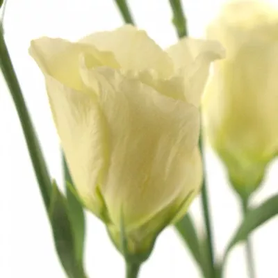 Jícnovka RUSSELIANUM E PICCOLO YELLOW 70cm/5+