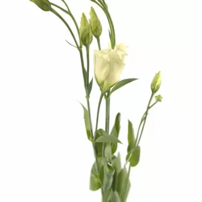 Jícnovka PICCOLO YELLOW 65cm/4+