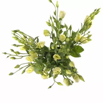 Jícnovka PICCOLO YELLOW 65cm/4+