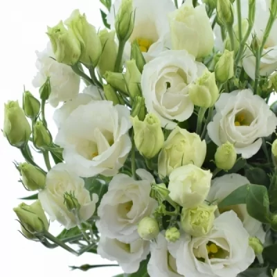 Jícnovka RUSSELIANUM G CROMA SILKY WHITE