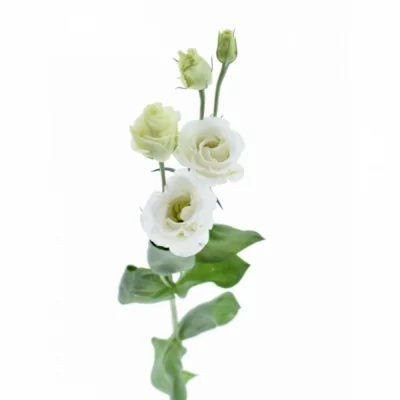 Jícnovka RUSSELIANUM G CROMA SILKY WHITE