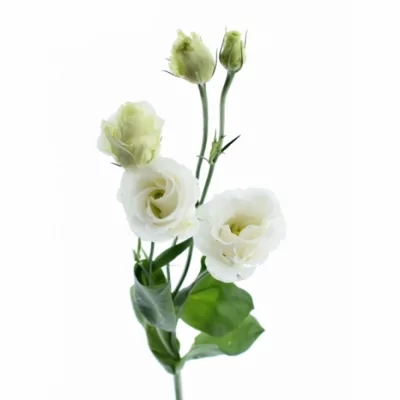 Jícnovka RUSSELIANUM G CROMA SILKY WHITE 70cm/5+