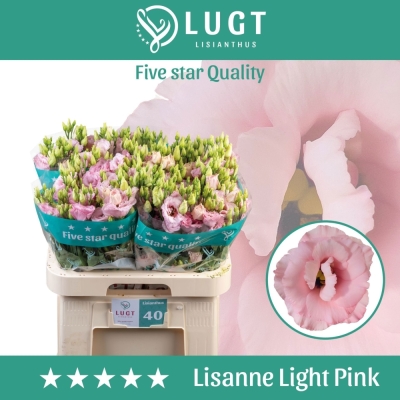 EUSTOMA G LISANNE LIGHT PINK 70cm/5+