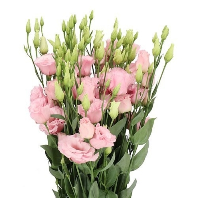 Jícnovka RUSSELIANUM G LISANNE LIGHT PINK