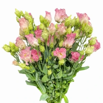 Jícnovka RUSSELLIANUM G ALISSA FIRST LOVE 70 cm / 5+