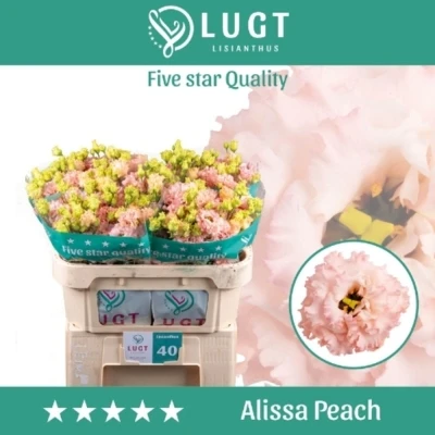 Jícnovka RUSSELLIANUM G ALISSA PEACH