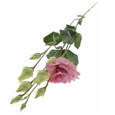 Jícnovka RUSSELLIANUM G ANTICA