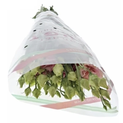 Jícnovka RUSSELLIANUM G ANTICA