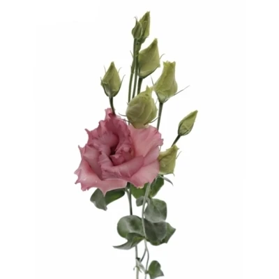 Jícnovka RUSSELLIANUM G ANTICA 60 cm / 5+