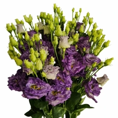 Jícnovka RUSSELLIANUM G AROSA VIOLET 70 cm / 5+