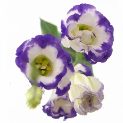 Jícnovka RUSSELLIANUM G AUBE BLUE PICOTEE