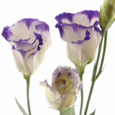 Jícnovka RUSSELLIANUM G AUBE BLUE PICOTEE 70cm/5+