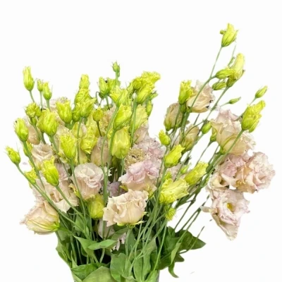 Jícnovka RUSSELLIANUM G BLUE CHATEAU 65 cm / 5+