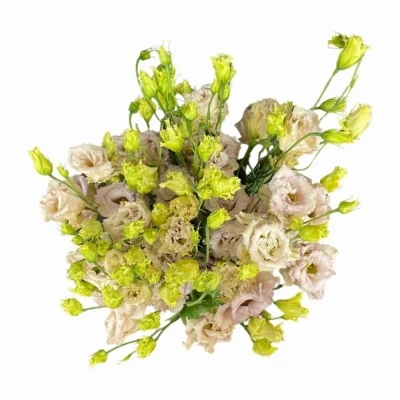 Jícnovka RUSSELLIANUM G BLUE CHATEAU