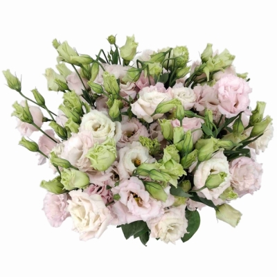 Jícnovka RUSSELLIANUM G CHACONNE SOFT PINK