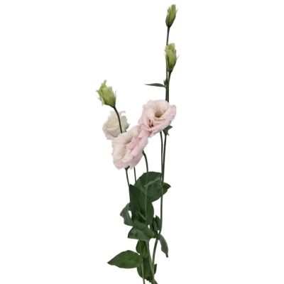 Jícnovka RUSSELLIANUM G CHACONNE SOFT PINK