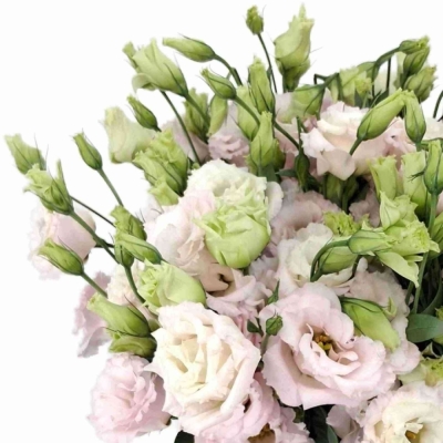 Jícnovka RUSSELLIANUM G CHACONNE SOFT PINK
