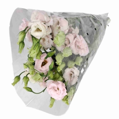 Jícnovka RUSSELLIANUM G CHACONNE SOFT PINK
