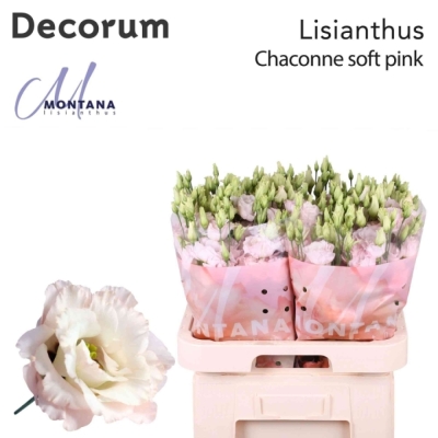 Jícnovka RUSSELLIANUM G CHACONNE SOFT PINK 70 cm / 5 +