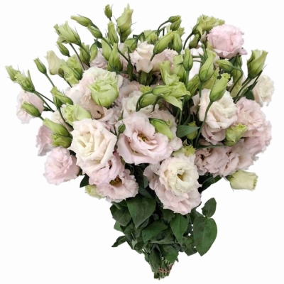 Jícnovka RUSSELLIANUM G CHACONNE SOFT PINK