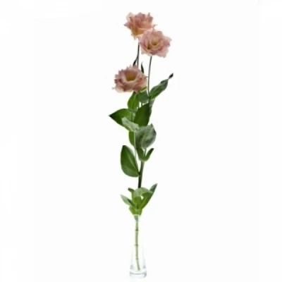 Jícnovka RUSSELLIANUM G CORELLI CORAL