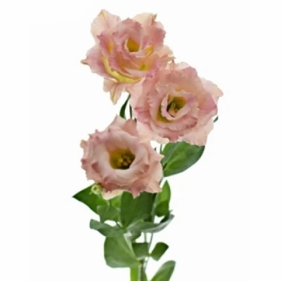 Jícnovka RUSSELLIANUM G CORELLI CORAL