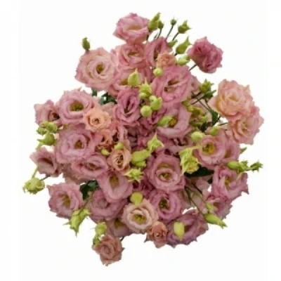 Jícnovka RUSSELLIANUM G CORELLI CORAL