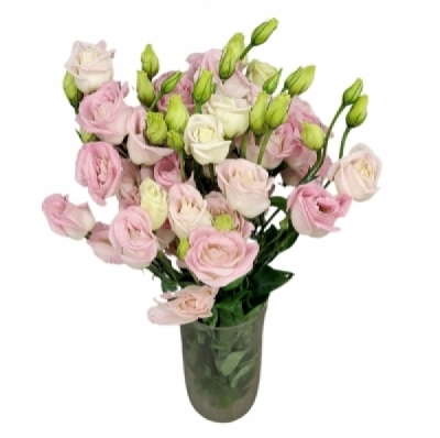 Jícnovka RUSSELLIANUM G COTTON CANDY