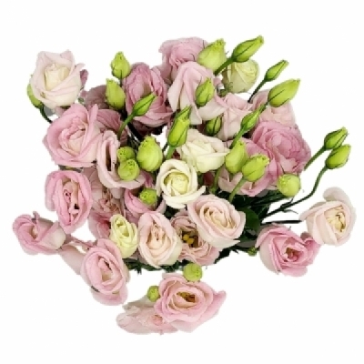 Jícnovka RUSSELLIANUM G COTTON CANDY