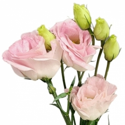 Jícnovka RUSSELLIANUM G COTTON CANDY 65 cm / 5+