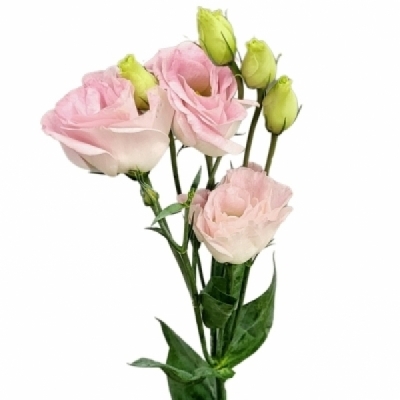 Jícnovka RUSSELLIANUM G COTTON CANDY