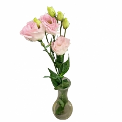 Jícnovka RUSSELLIANUM G COTTON CANDY