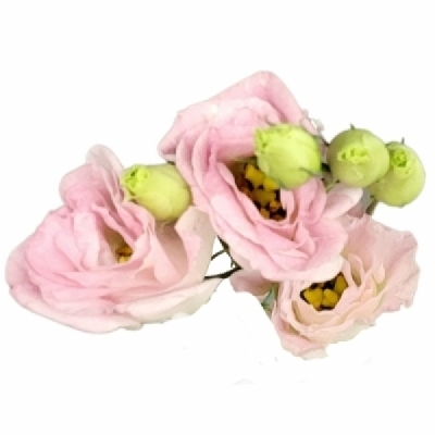 Jícnovka RUSSELLIANUM G COTTON CANDY