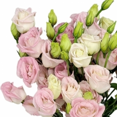 Jícnovka RUSSELLIANUM G COTTON CANDY