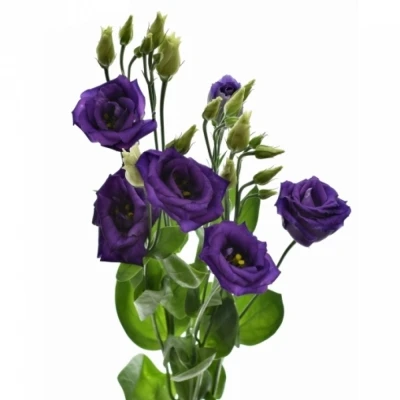 Jícnovka RUSSELLIANUM G DOUBLINI BLUE 70cm/5+