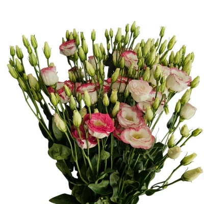 Jícnovka RUSSELLIANUM G EXCALIBUR HOT LIPS 70cm/5+