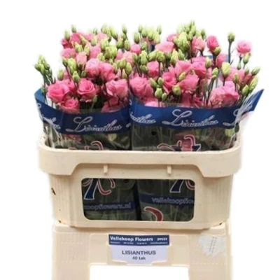 Jícnovka RUSSELLIANUM G EXCALIBUR ROSE PINK