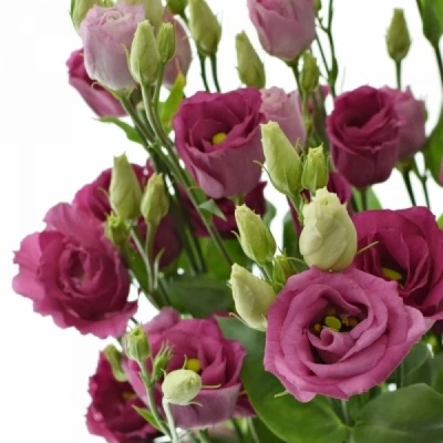 Jícnovka RUSSELLIANUM G MARIACHI CARMINE