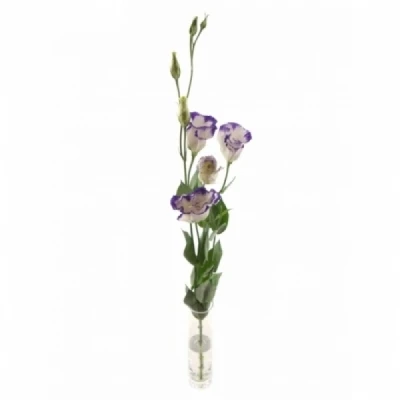 Jícnovka RUSSELLIANUM G MEGALO BLUE PICOTEE