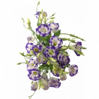 Jícnovka RUSSELLIANUM G MEGALO BLUE PICOTEE