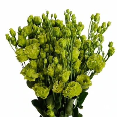 Jícnovka RUSSELLIANUM G ROSANNE EMERALD 70 cm / 5+