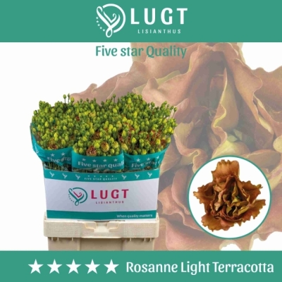 Jícnovka RUSSELLIANUM G ROSANNE LIGHT TERRACOTTA