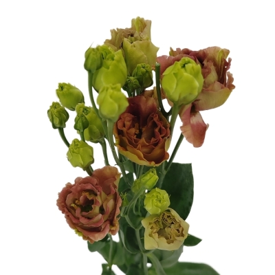 Jícnovka RUSSELLIANUM G ROSANNE LIGHT TERRACOTTA 70 cm / 5+
