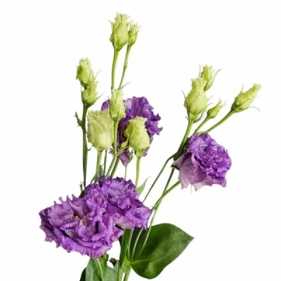 Jícnovka RUSSELLIANUM G ROSITA BRIGHT BLUE 70 cm / 5+