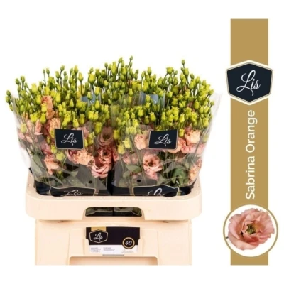 Jícnovka RUSSELLIANUM G SABRINA ORANGE