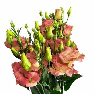 Jícnovka RUSSELLIANUM G SABRINA ORANGE