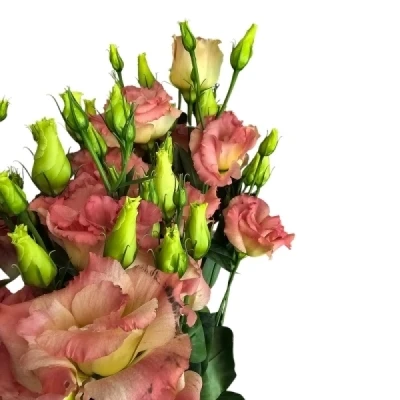 Jícnovka RUSSELLIANUM G SABRINA ORANGE